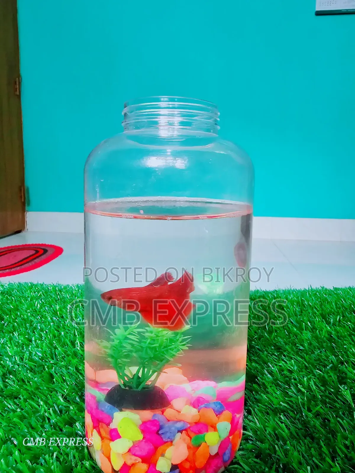 Fighter fish for sale.
