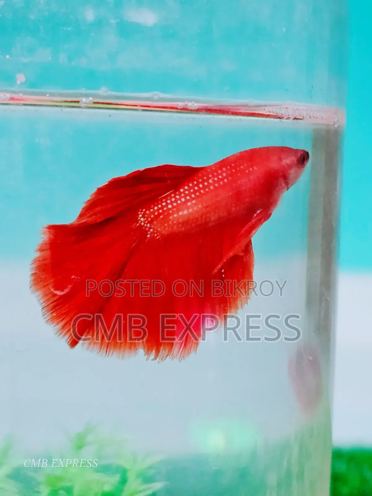 Fighter fish for sale.
