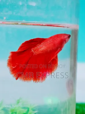 Fighter fish for sale.
