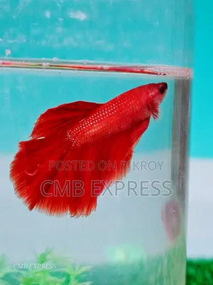 Fighter fish for sale.