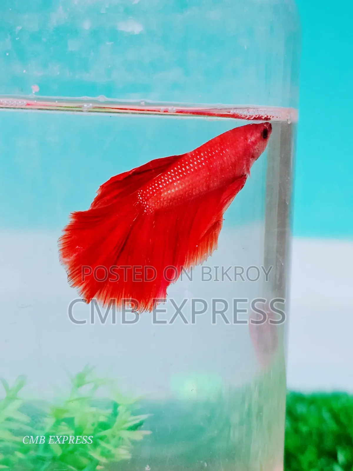 Fighter fish for sale.