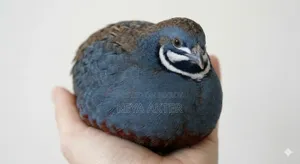 ব্লু বার্ডস