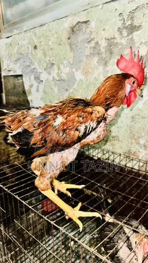 Hill Tracts Laijja Rooster and Hen Chicks