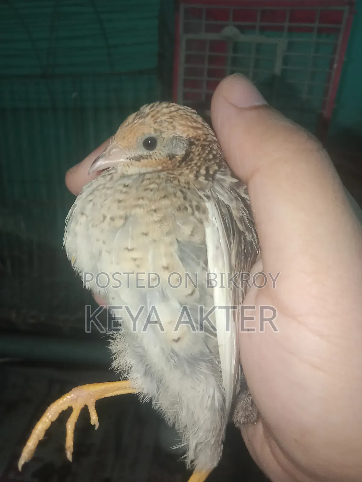 ব্লু বার্ডস