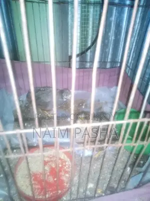 কিং কোয়েল