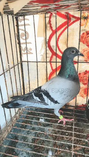 Shobji Racer Madi.