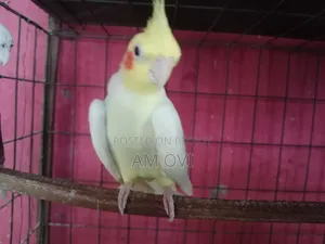 একজোড়া রানিং কোকাটেল বিক্রি হবে