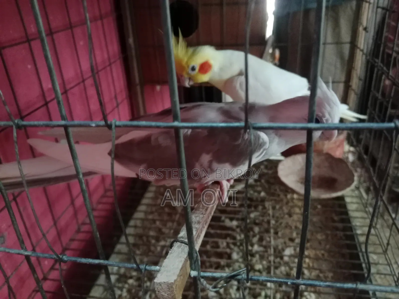 একজোড়া রানিং কোকাটেল বিক্রি হবে