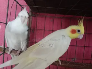 একজোড়া রানিং কোকাটেল বিক্রি হবে