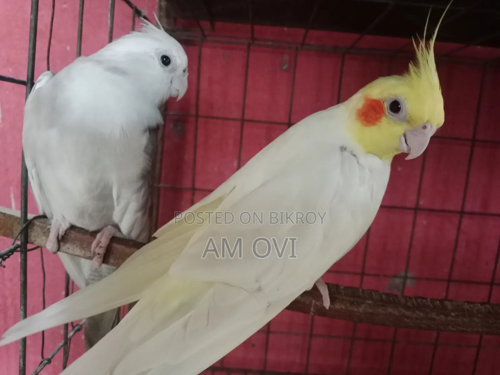 একজোড়া রানিং কোকাটেল বিক্রি হবে