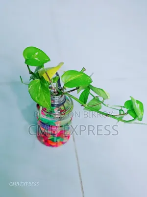 মানি প্লান্ট গাছ বিক্রি করা হবে। সাথে থাকবে চায়না জার পাথর সহ।