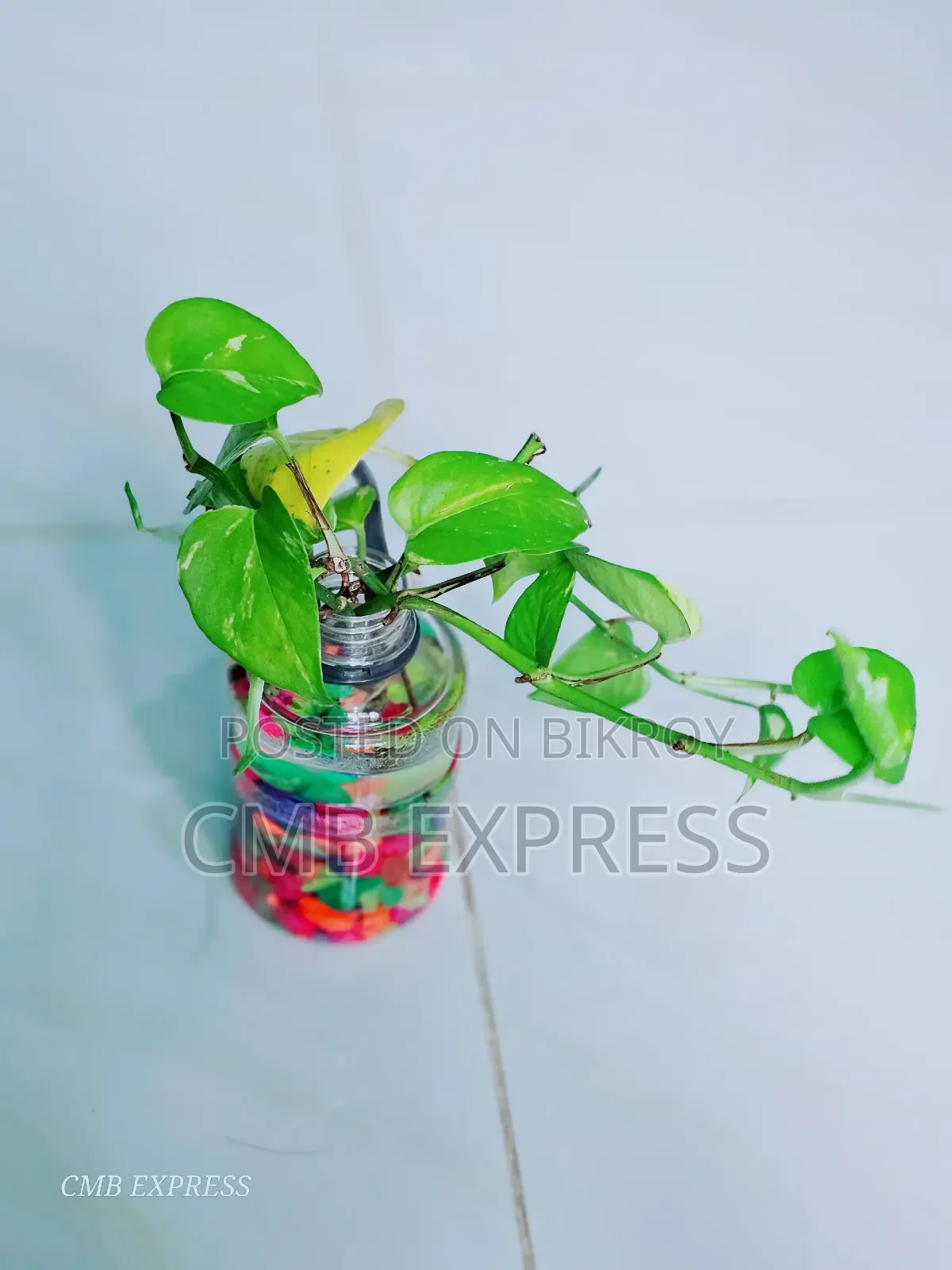 মানি প্লান্ট গাছ বিক্রি করা হবে। সাথে থাকবে চায়না জার পাথর সহ।