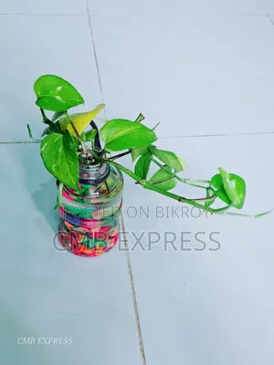 মানি প্লান্ট গাছ বিক্রি করা হবে। সাথে থাকবে চায়না জার পাথর সহ।