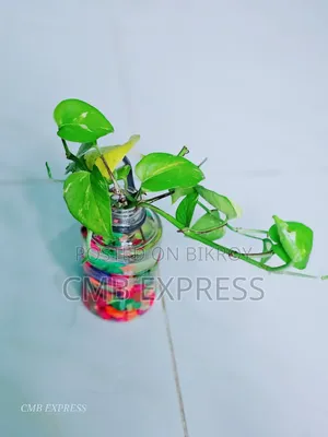 মানি প্লান্ট গাছ বিক্রি করা হবে। সাথে থাকবে চায়না জার পাথর সহ।