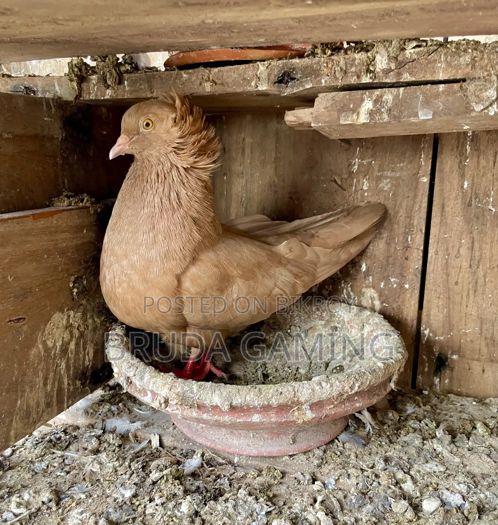 Red Bombay Pair Pigeon