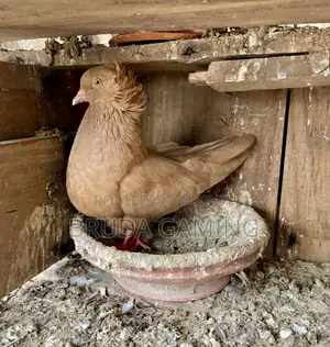 Red Bombay Pair Pigeon