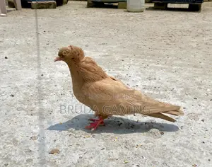 Red Bombay Pair Pigeon