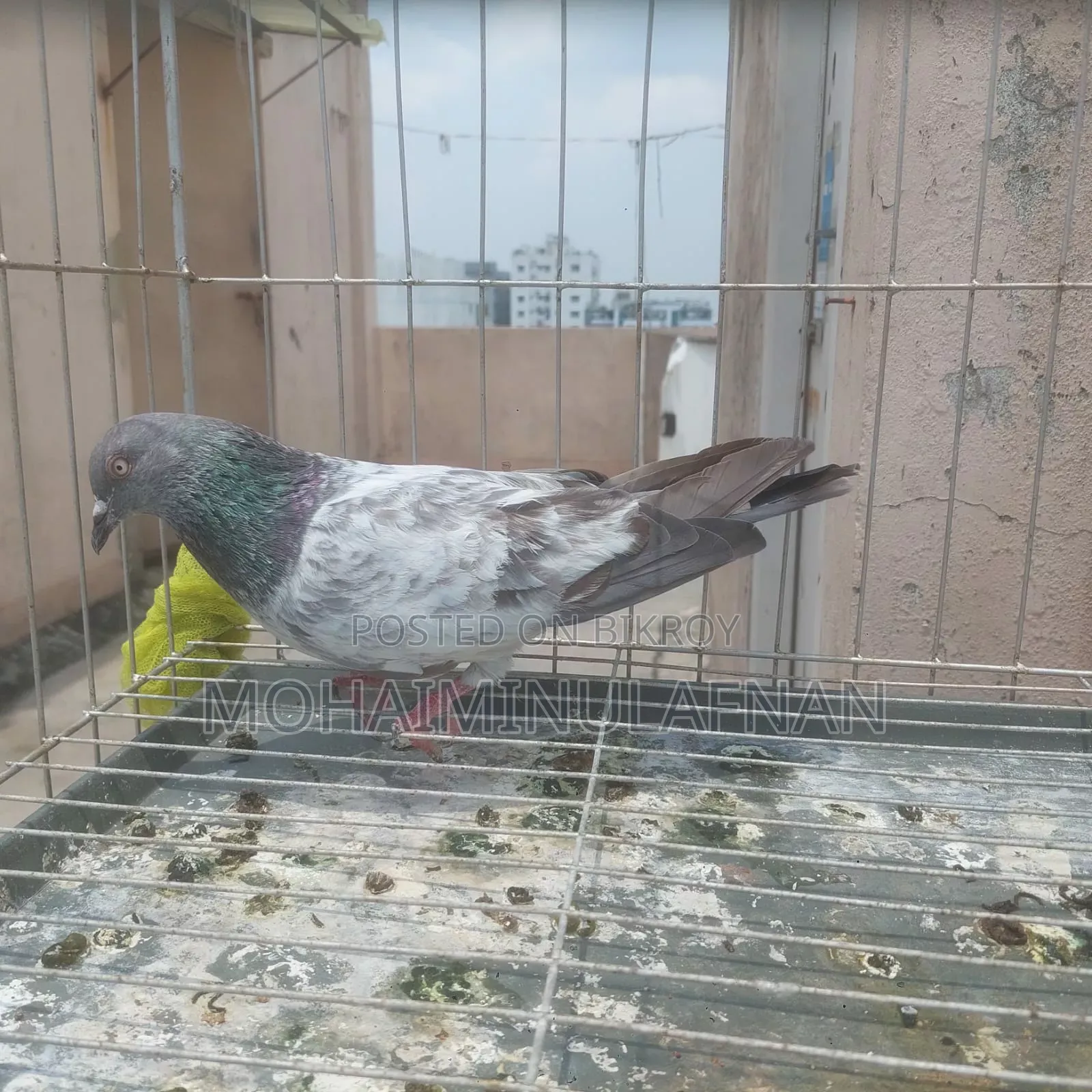 Female Pigeon