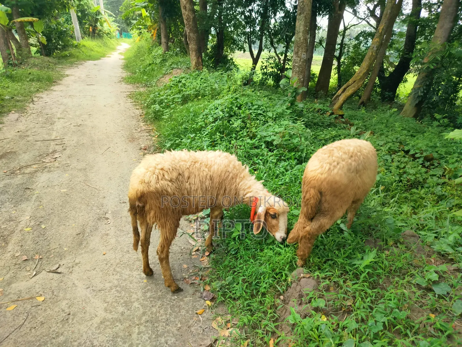 Mother sheep and female lamb for sale
