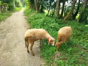 Mother sheep and female lamb for sale