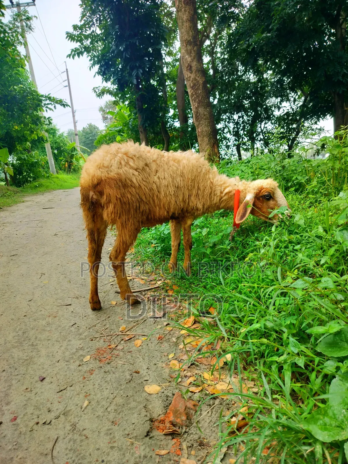 Mother sheep and female lamb for sale