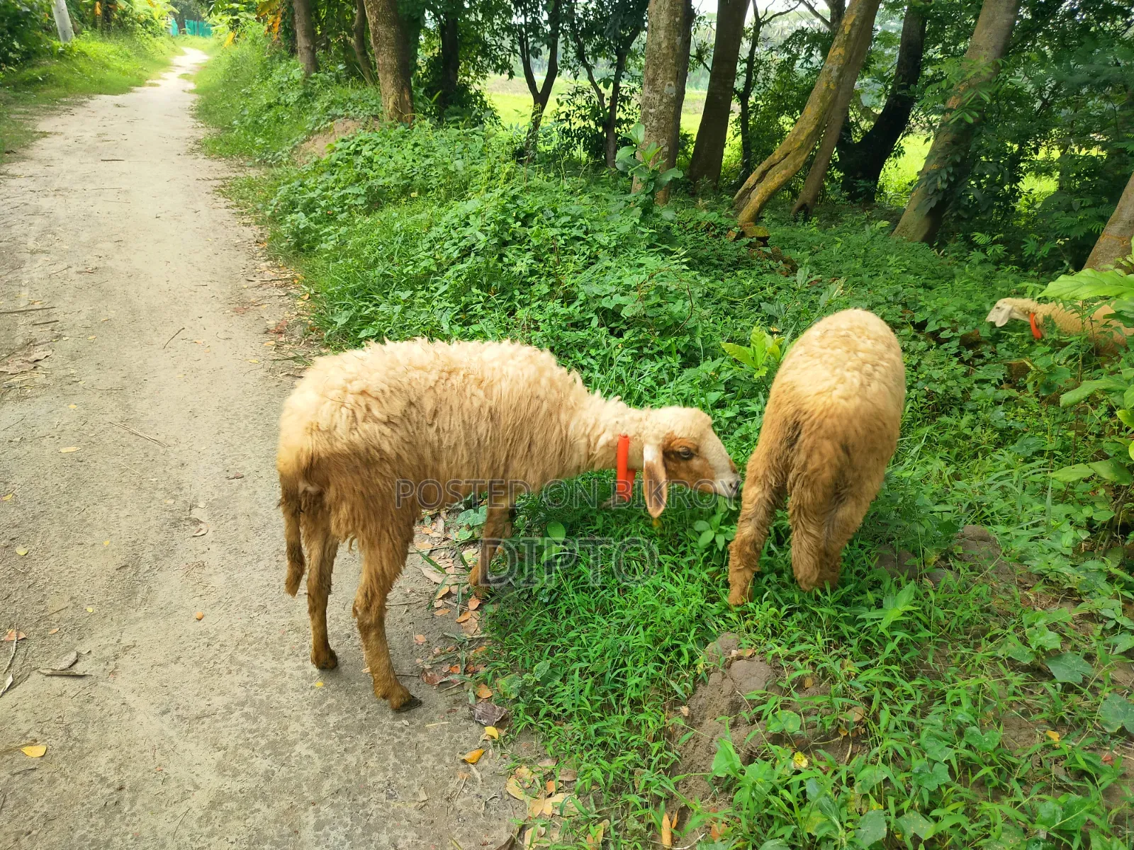 Mother sheep and female lamb for sale