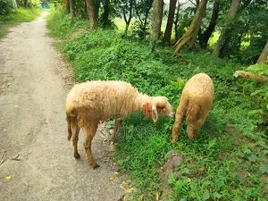 Mother sheep and female lamb for sale