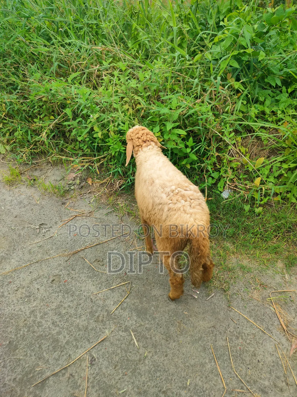 Mother sheep and female lamb for sale