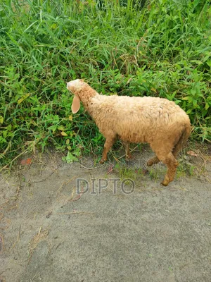 Mother sheep and female lamb for sale