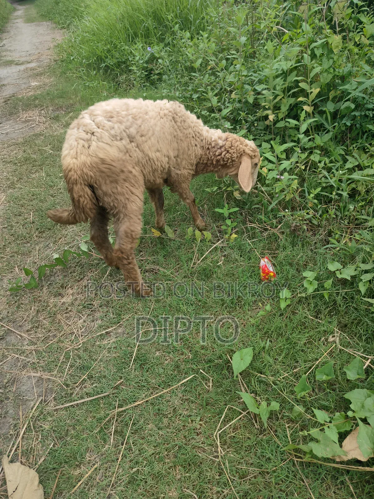 Mother sheep and female lamb for sale
