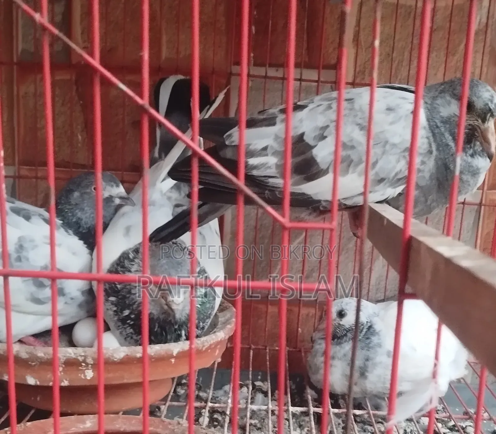 Running Pangkhi Pigeon