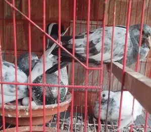 Running Pangkhi Pigeon