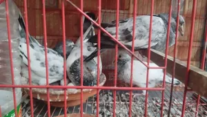 Running Pangkhi Pigeon