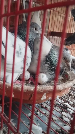 Running Pangkhi Pigeon