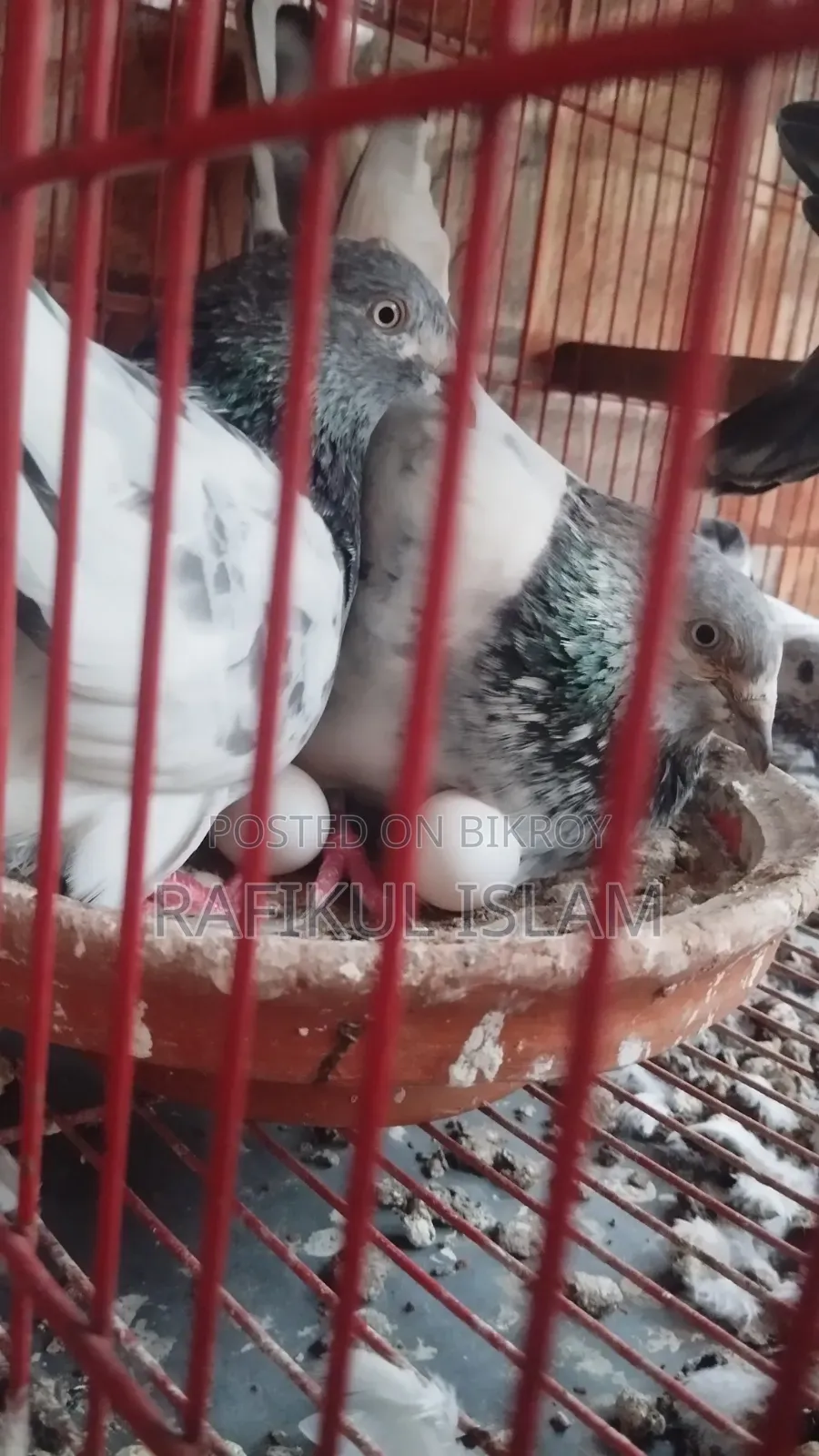Running Pangkhi Pigeon