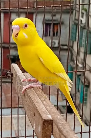 লুটিনো রেড আই মেল বাজিগর ( Lutino Budgee Bird )