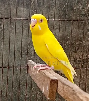 লুটিনো রেড আই মেল বাজিগর ( Lutino Budgee Bird )