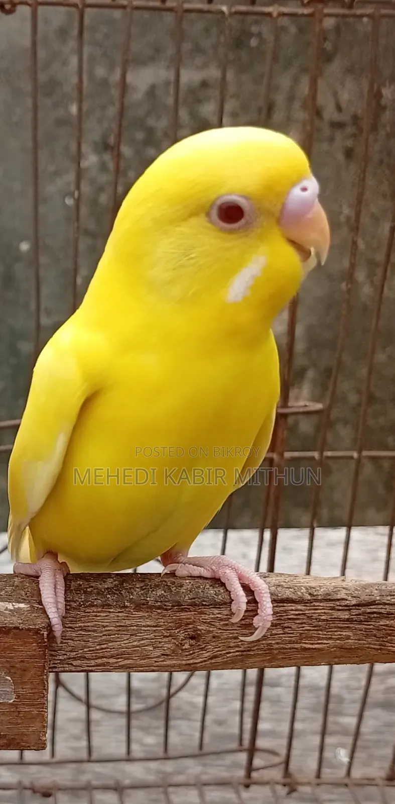 লুটিনো রেড আই মেল বাজিগর ( Lutino Budgee Bird )