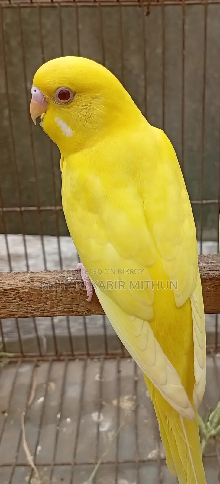 লুটিনো রেড আই মেল বাজিগর ( Lutino Budgee Bird )