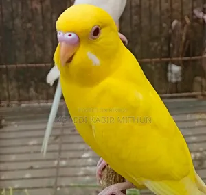 লুটিনো রেড আই মেল বাজিগর ( Lutino Budgee Bird )