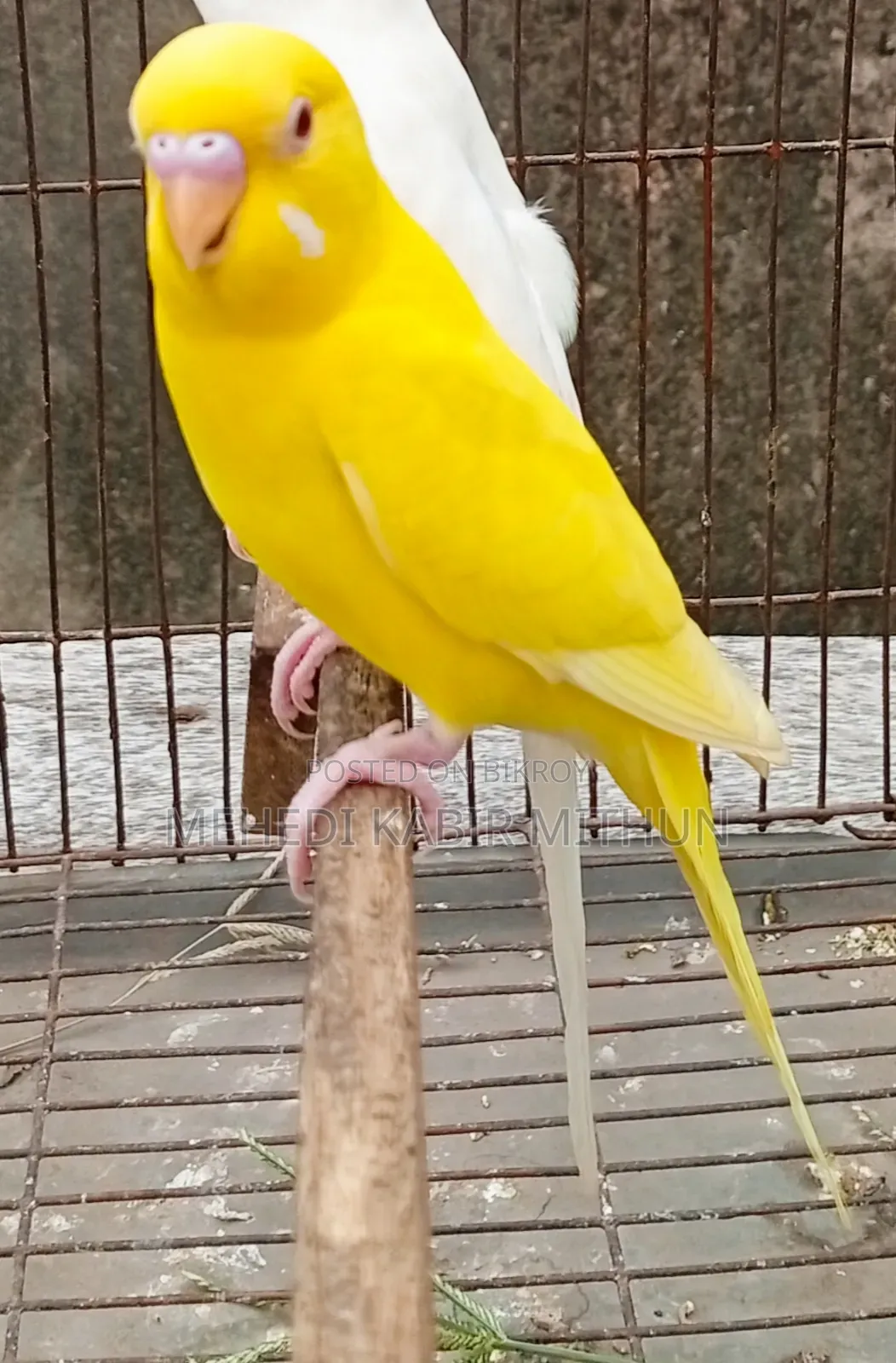 লুটিনো রেড আই মেল বাজিগর ( Lutino Budgee Bird )