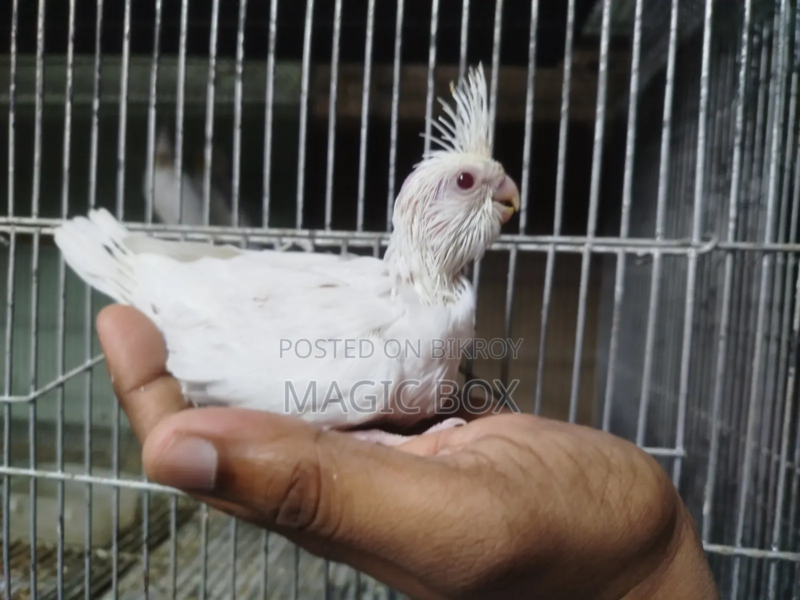 Cockatiel Baby