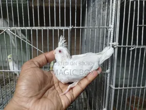Cockatiel Baby