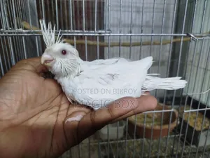 Cockatiel Baby