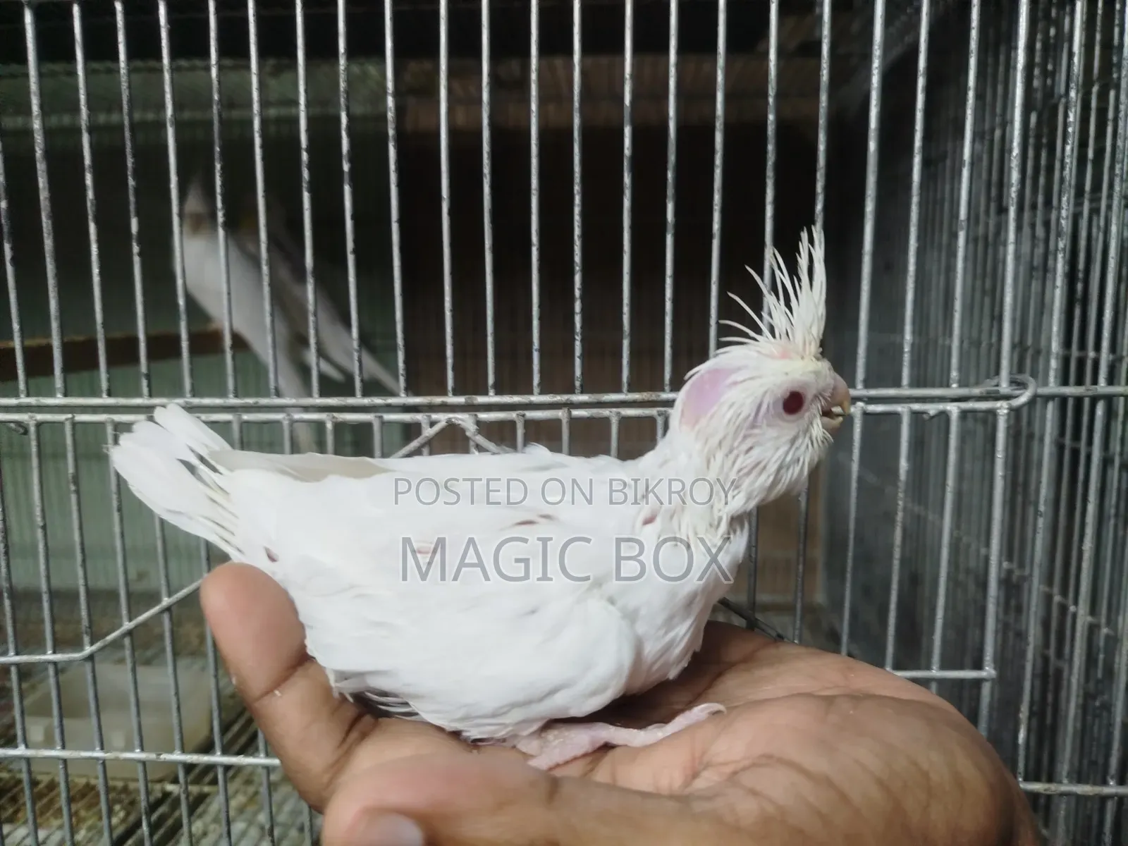 Cockatiel Baby