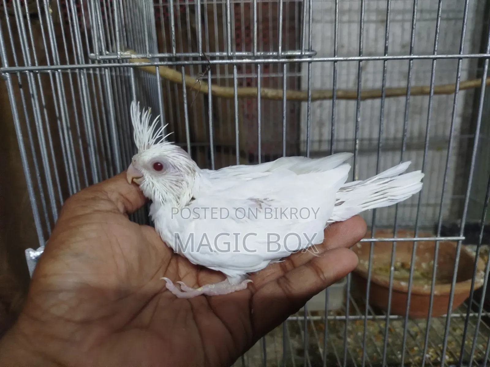 Cockatiel Baby