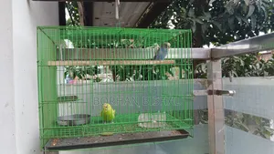 এডাল্ট বার্জারিকা জোড়া