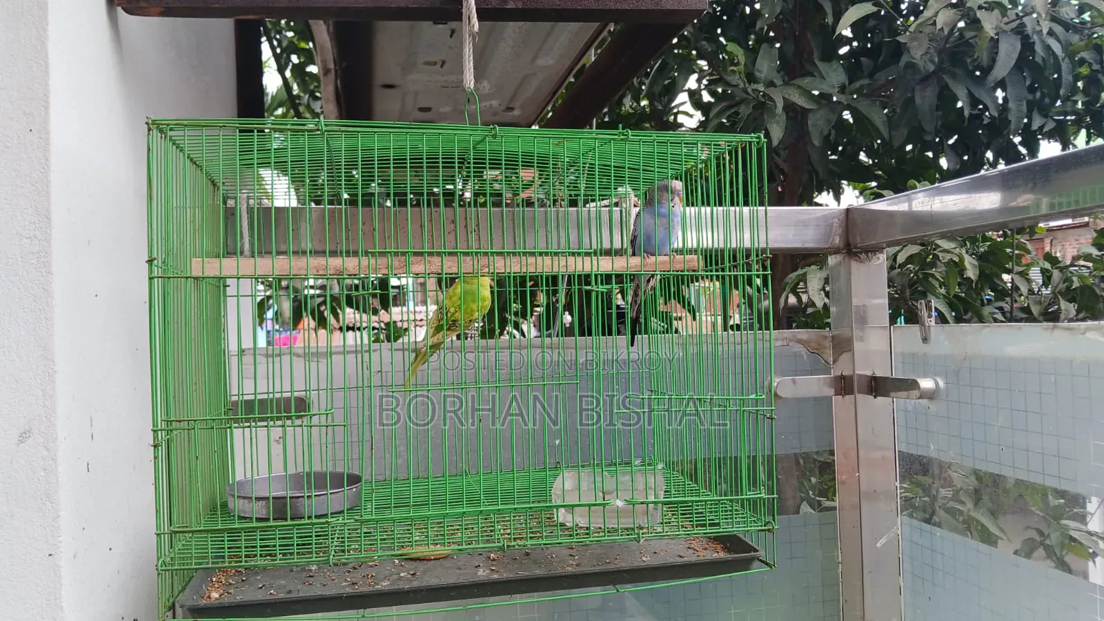 এডাল্ট বার্জারিকা জোড়া