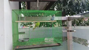 এডাল্ট বার্জারিকা জোড়া