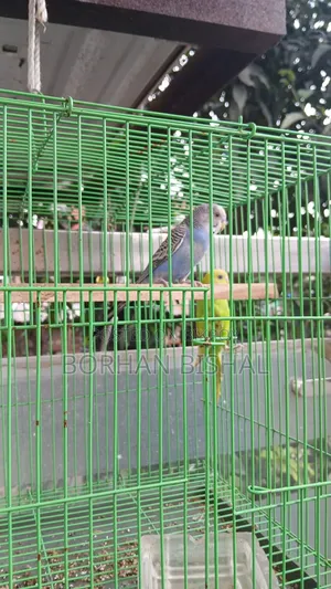 এডাল্ট বার্জারিকা জোড়া